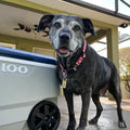I Love Labs
